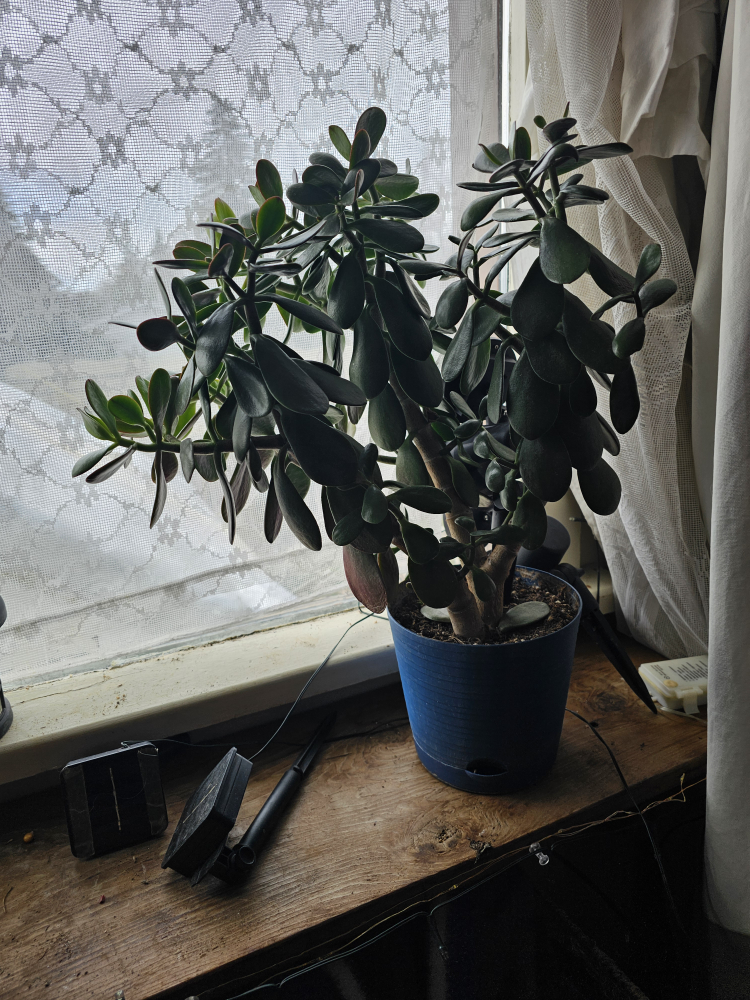 Jade plant. thumbnail