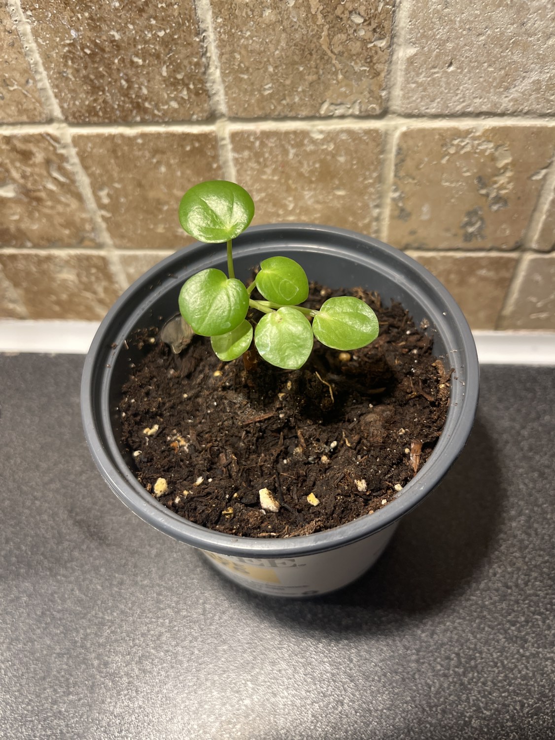 PILEA PLANT- Chinese money plant (small one only) image indicator(2)