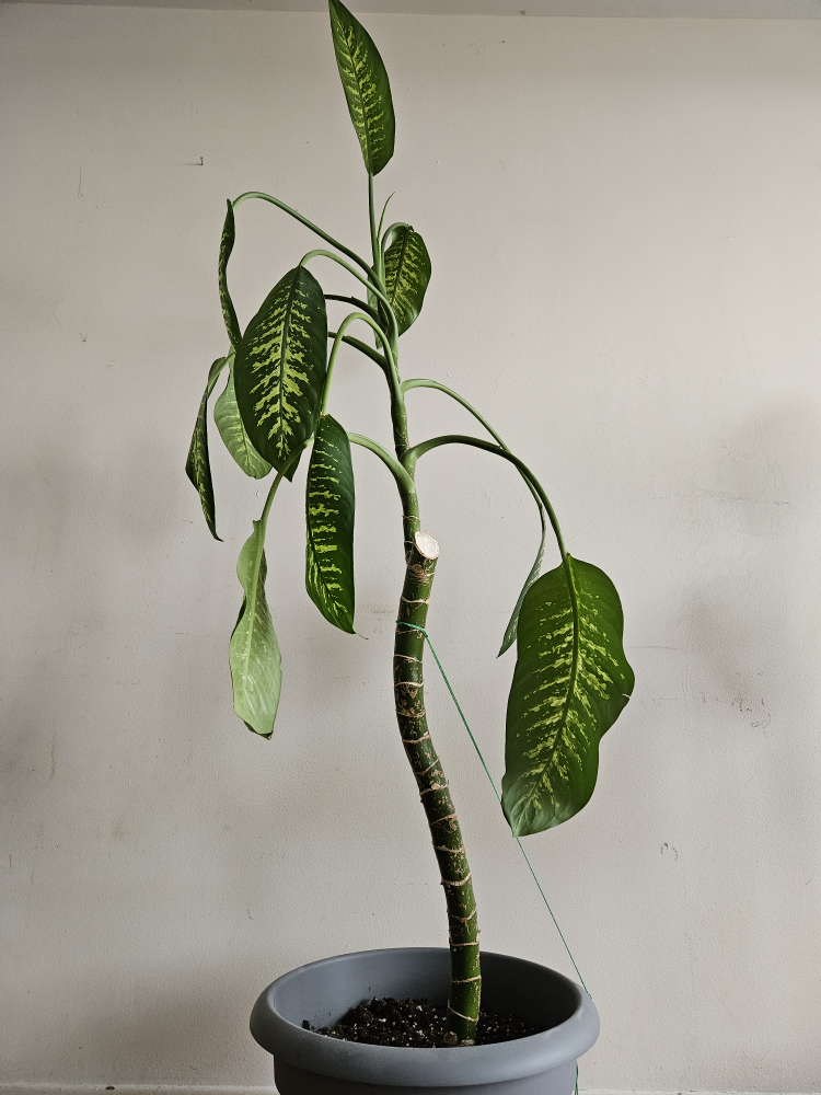 Dieffenbachia (dumbcane) plant (180cm)