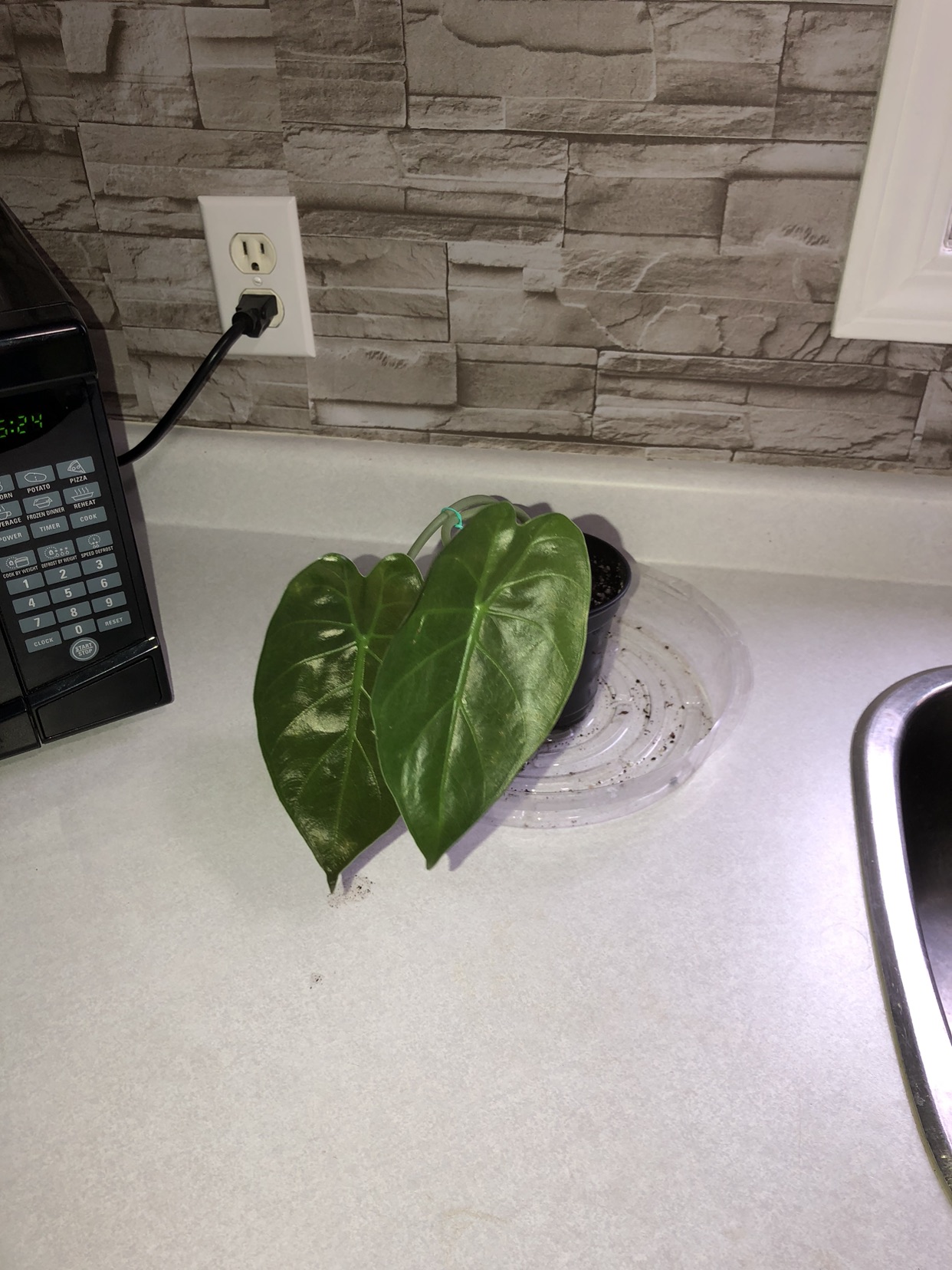 Alocasia Wentii Baby #4 🥕 - photo 3