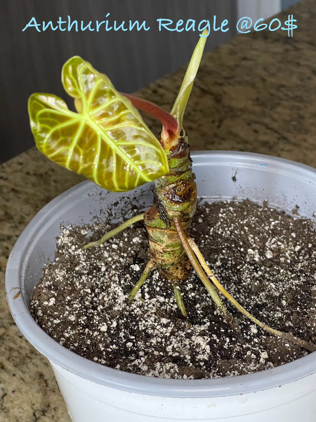 Anthurium Reagle thumbnail