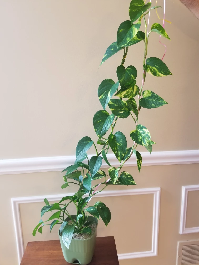 Beautiful Golden Pothos in 6 x 5 inch Square pot- 38 Inches long thumbnail