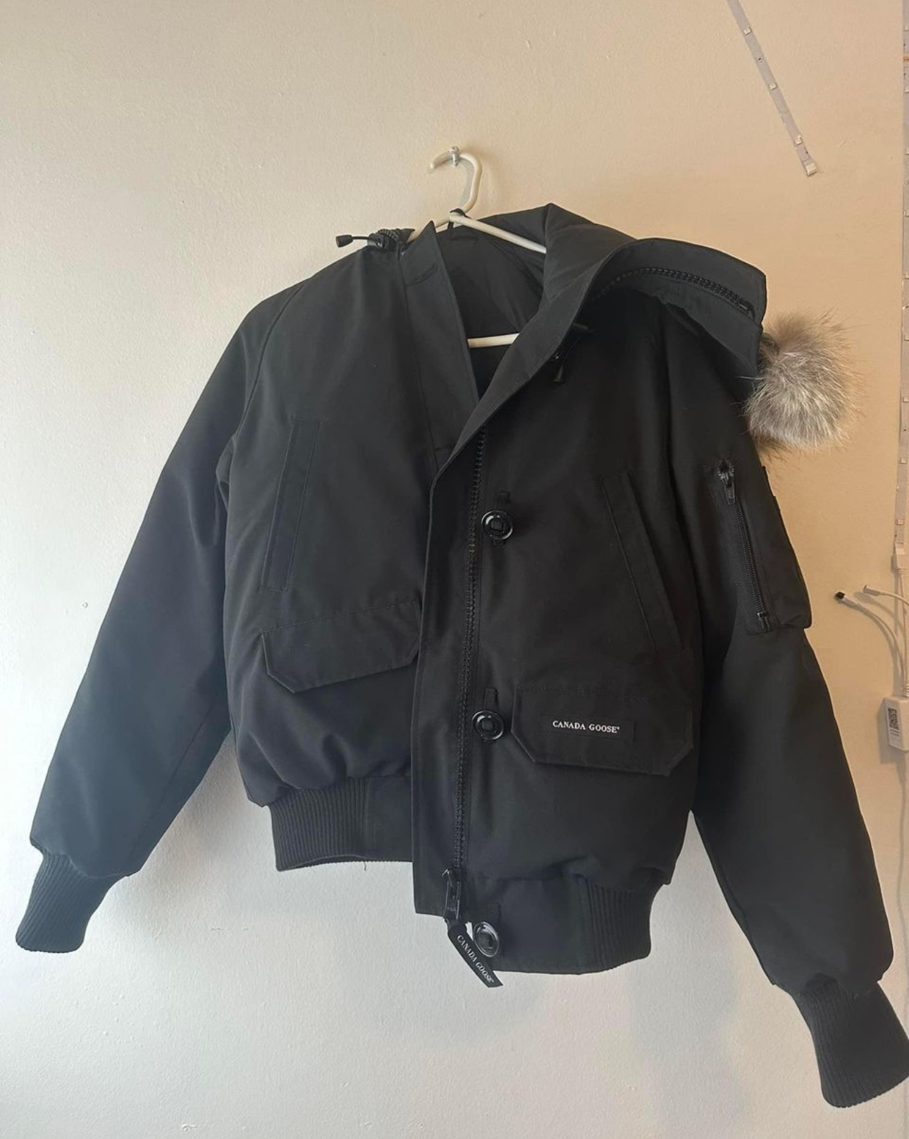 Canada goose - photo 2
