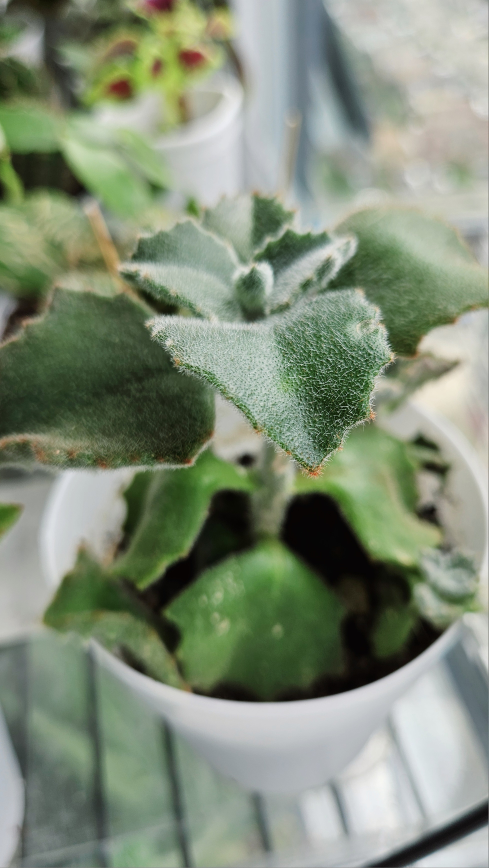 Kalanchoe Fang with Pot thumbnail