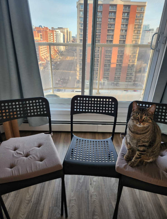 Moving Sale - Ikea Chairs, set of 4 - photo 2