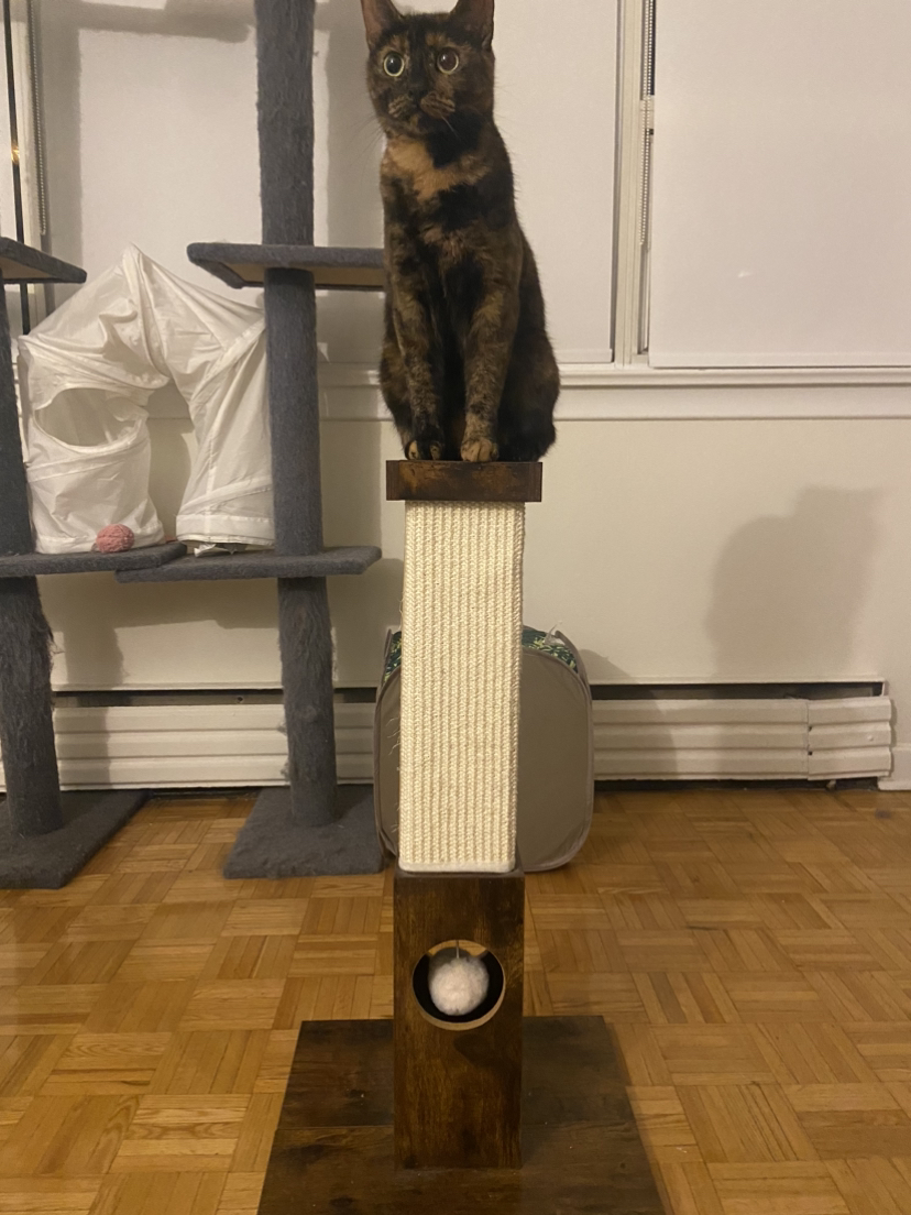 Cat Scratcher thumbnail