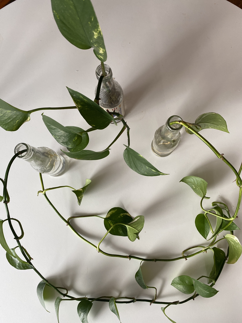 3 POTHOS PROPAGATIONS image indicator(3)