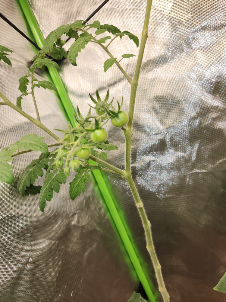 Sweet Cherry Tomatoe plants - photo 4