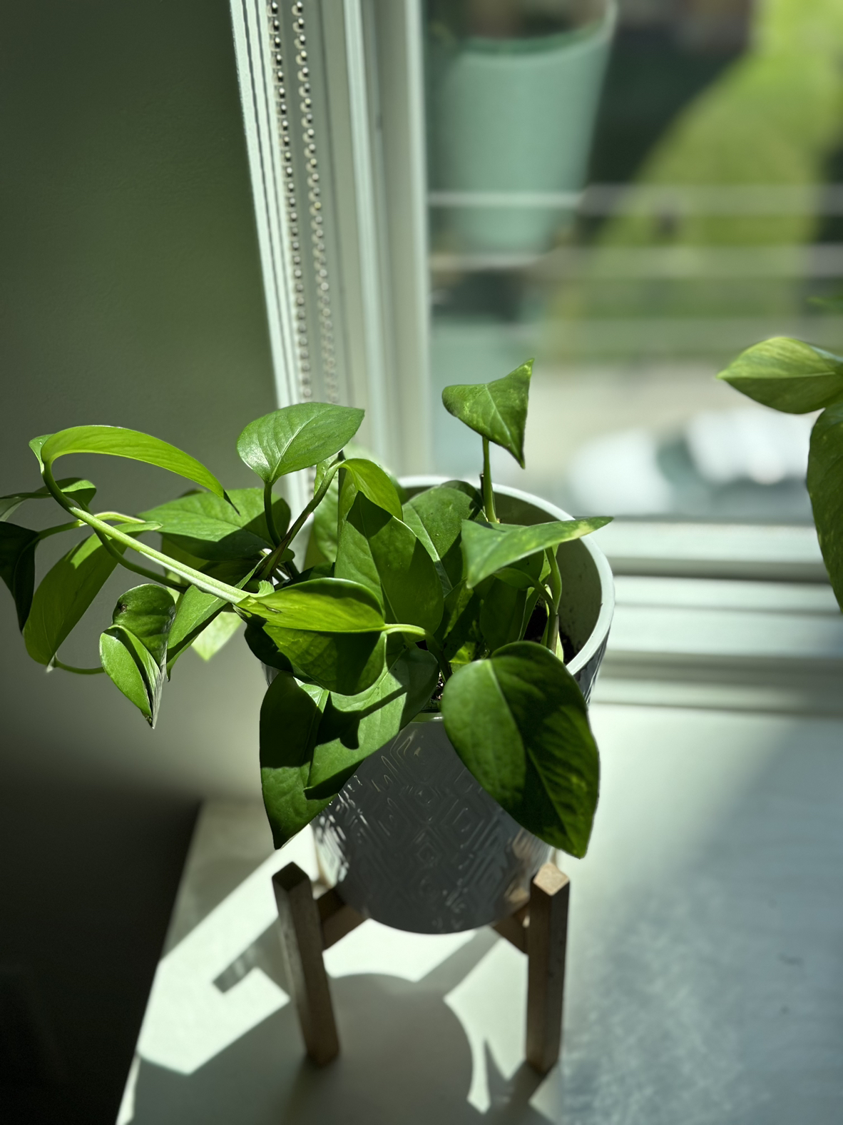 Live plants for sale - photo 3
