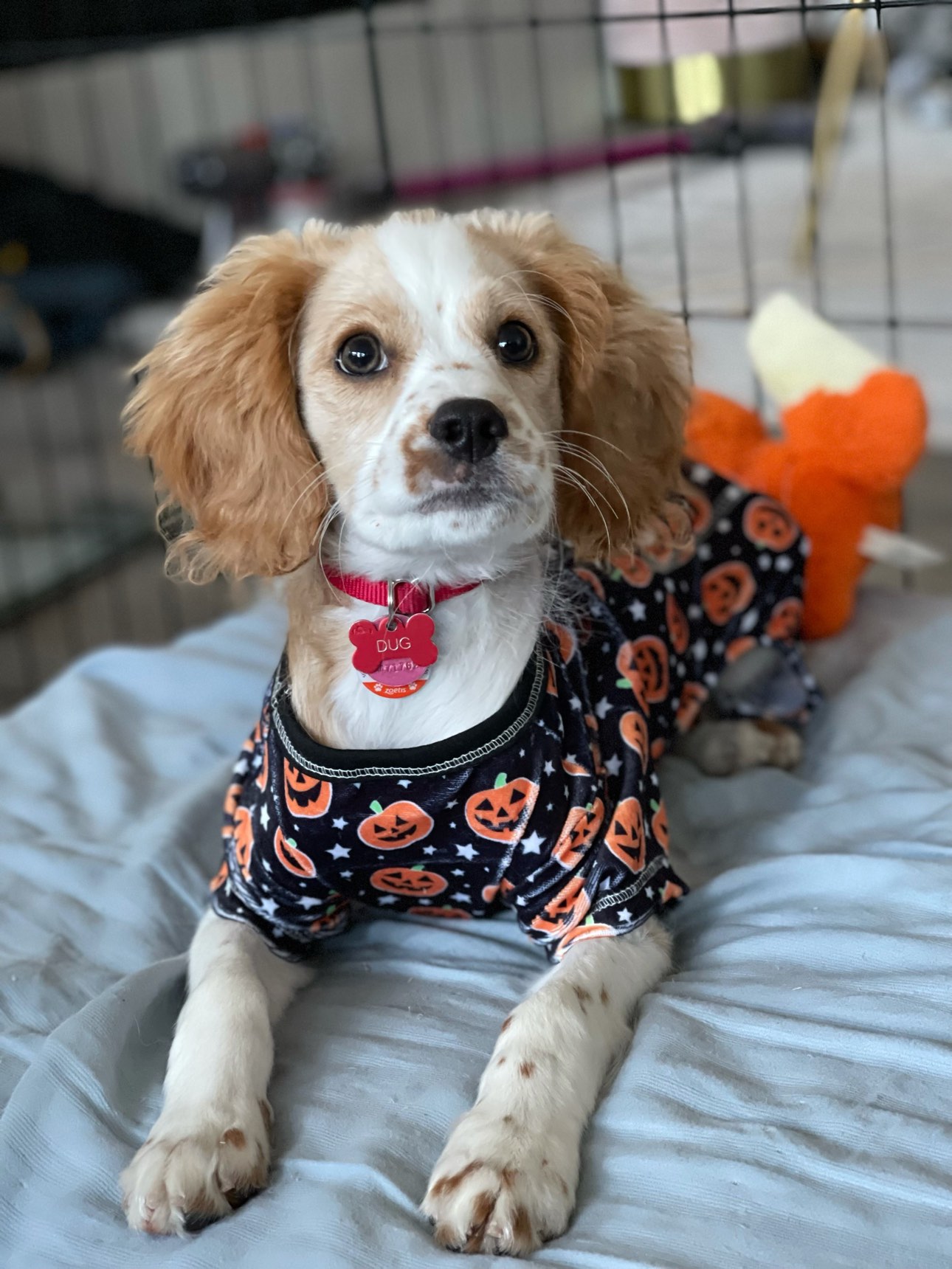 Halloween dog outfit - photo 2