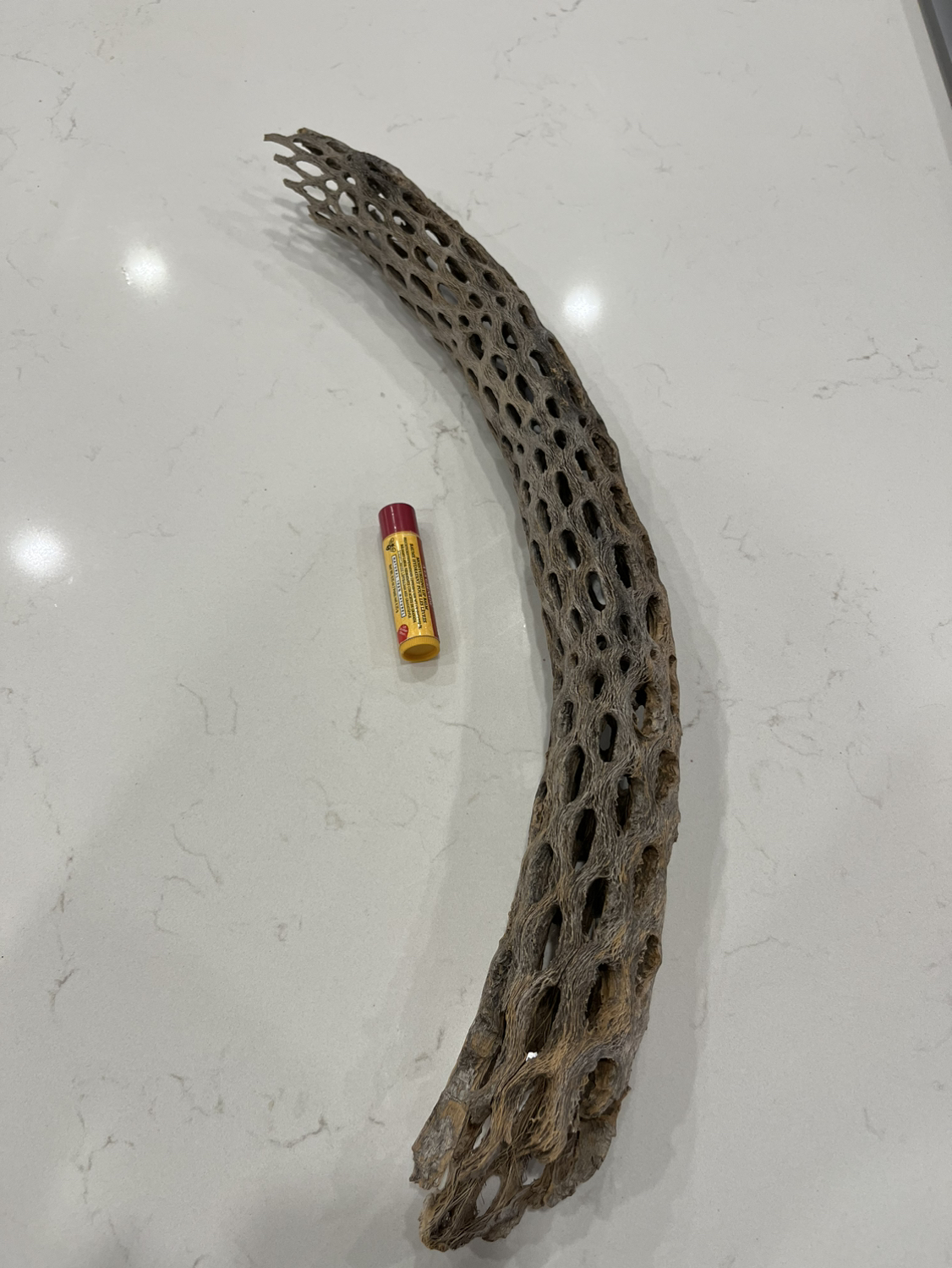 Arizona Cactus Skeleton image indicator(4)