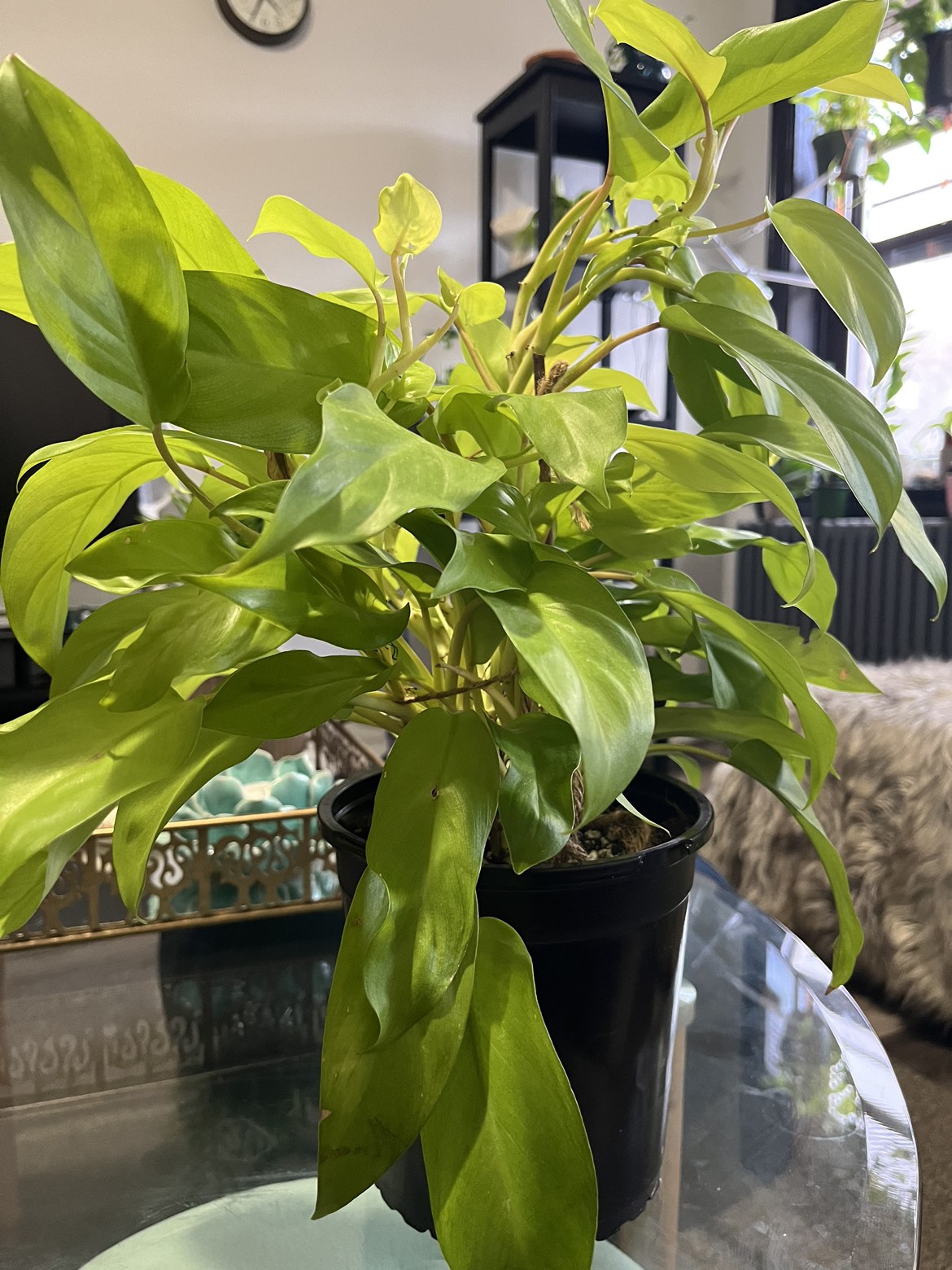 Philodendron Golden Goddess - photo 4