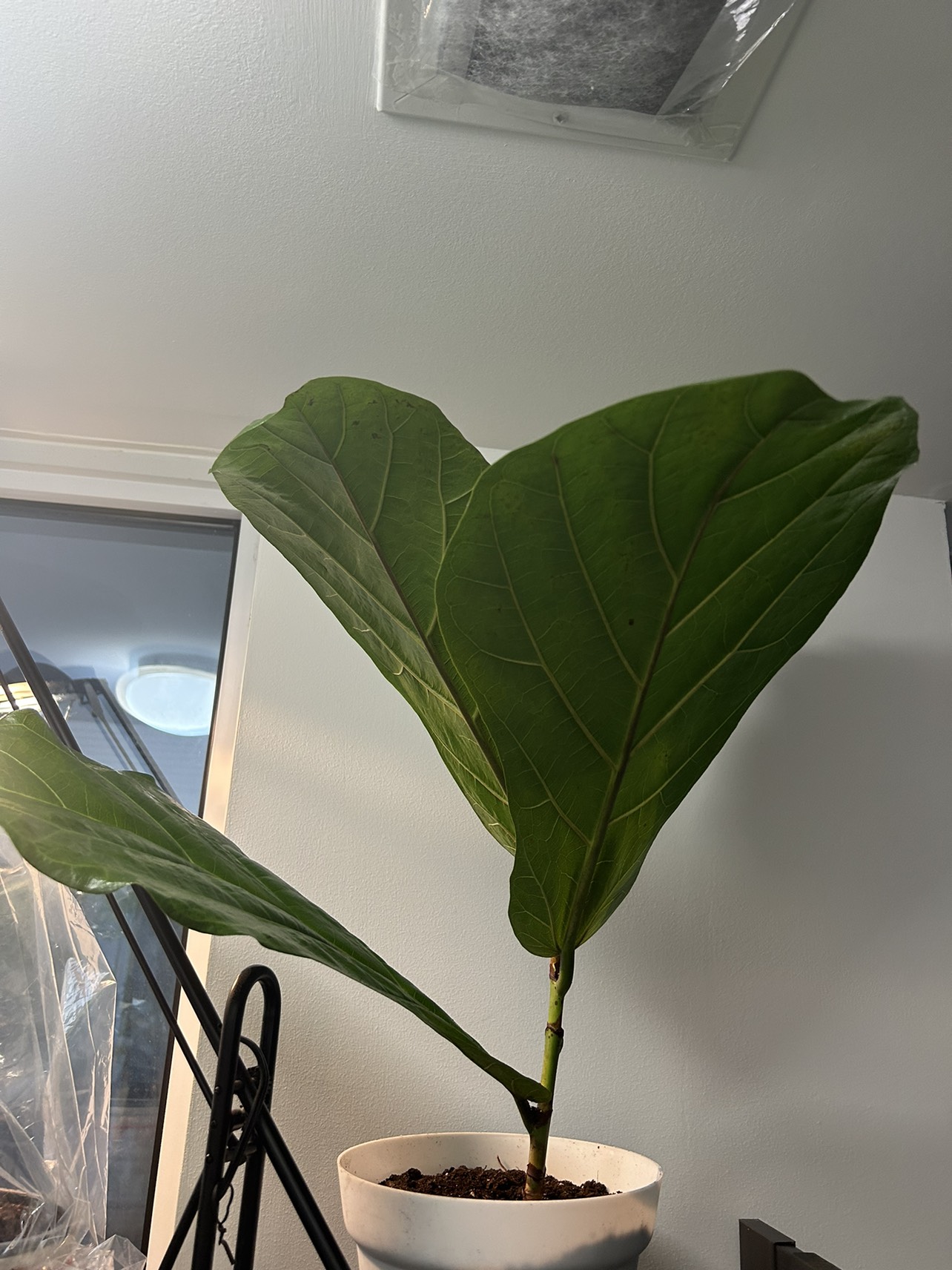 Fiddle leaf -huge leaf