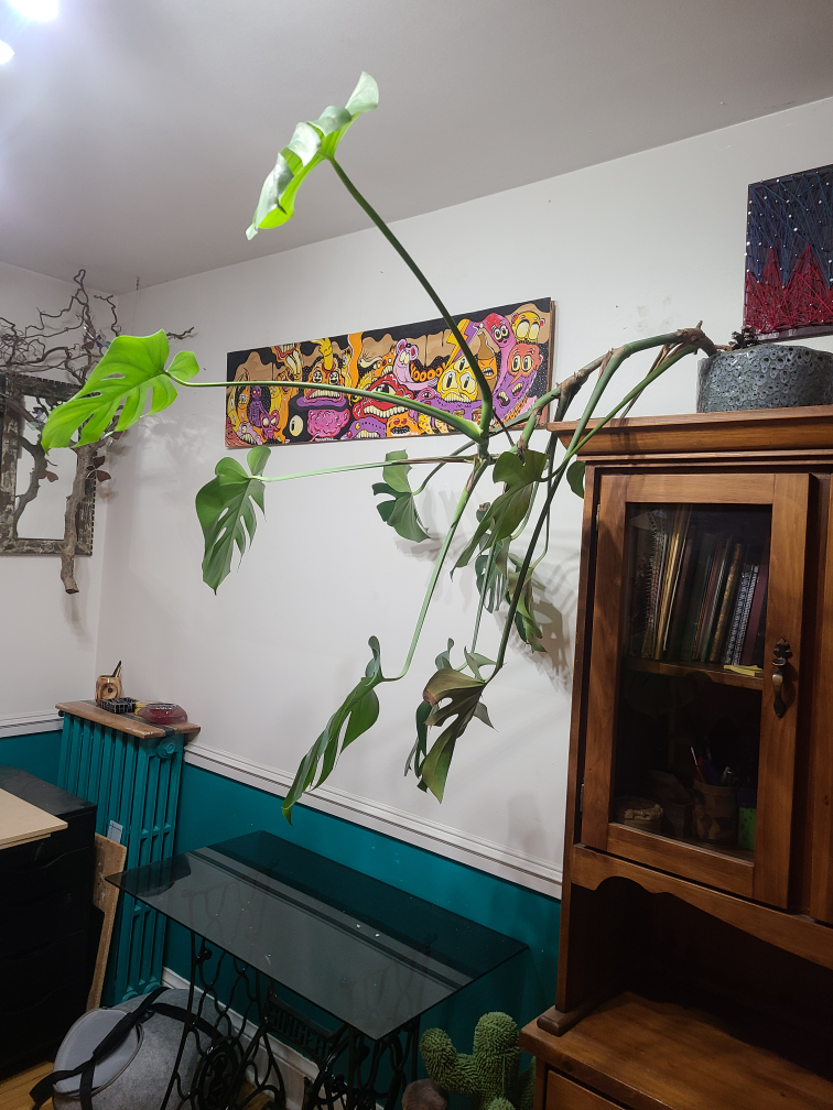 plant - photo 2