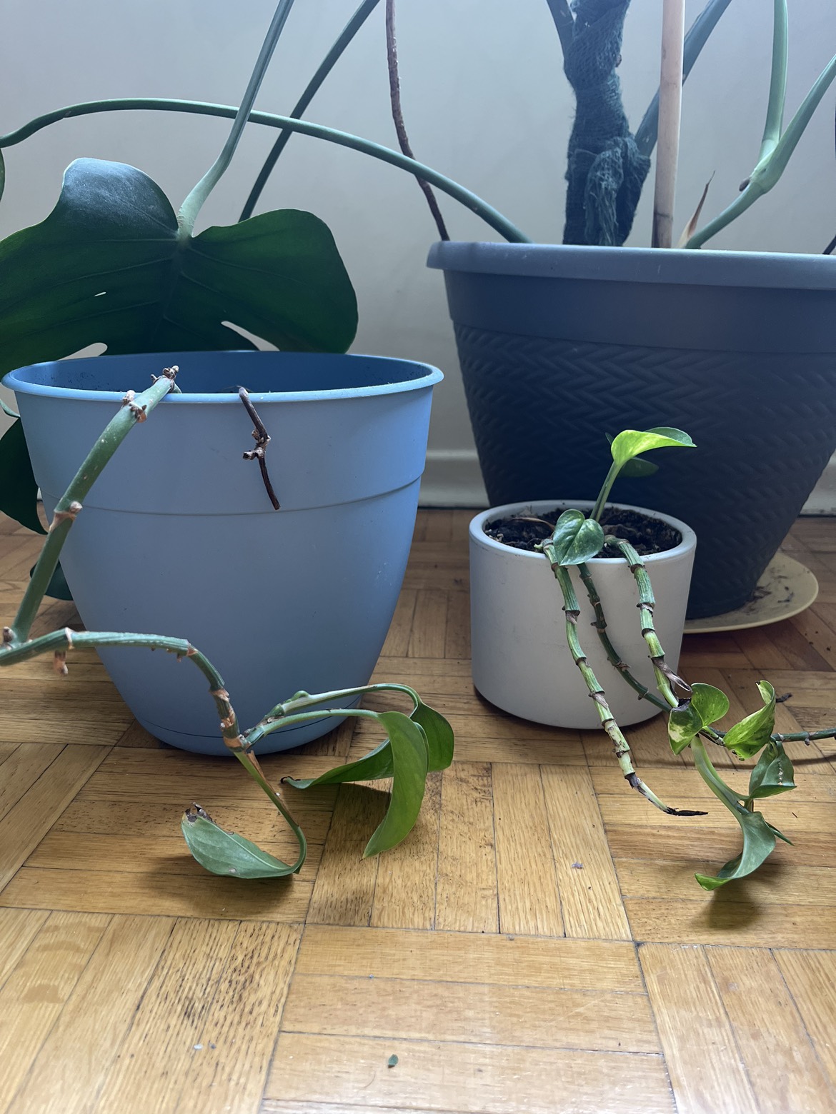 Plants and pots - photo 2