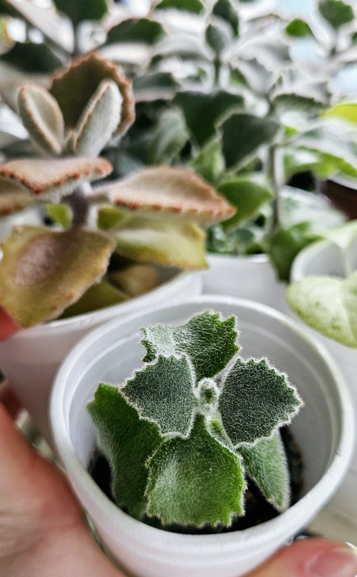 Cute Kalanchoe Fang Plants thumbnail