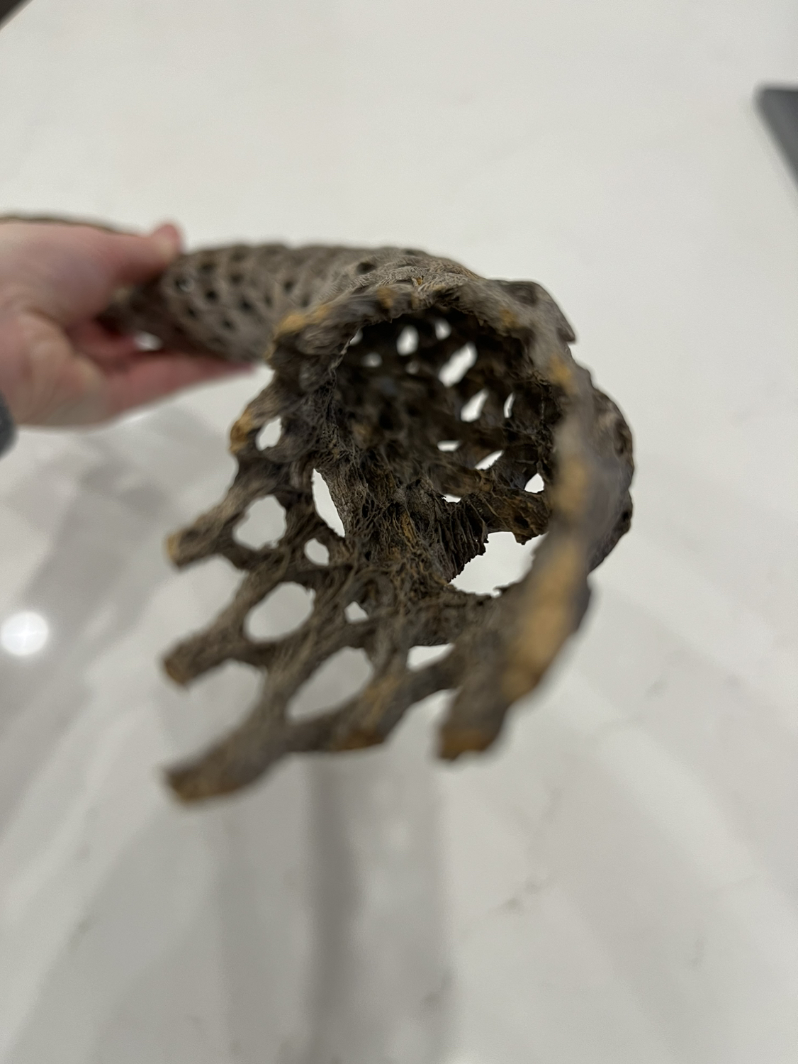 Arizona Cactus Skeleton image indicator(2)