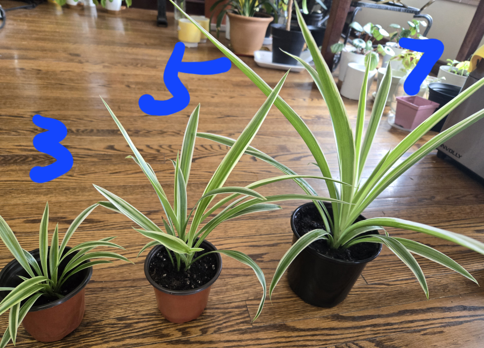 Spider plants image indicator(3)