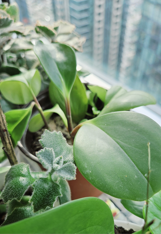 Peperomia Plants in a Pot thumbnail