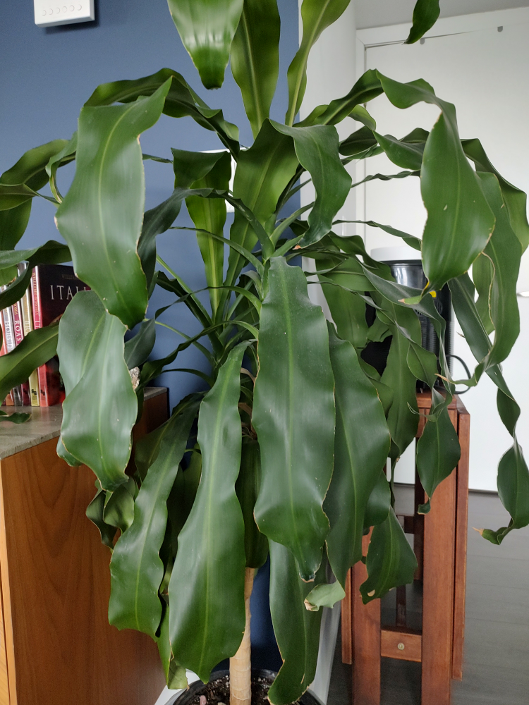 House Plant- 4.5 Feet Tall