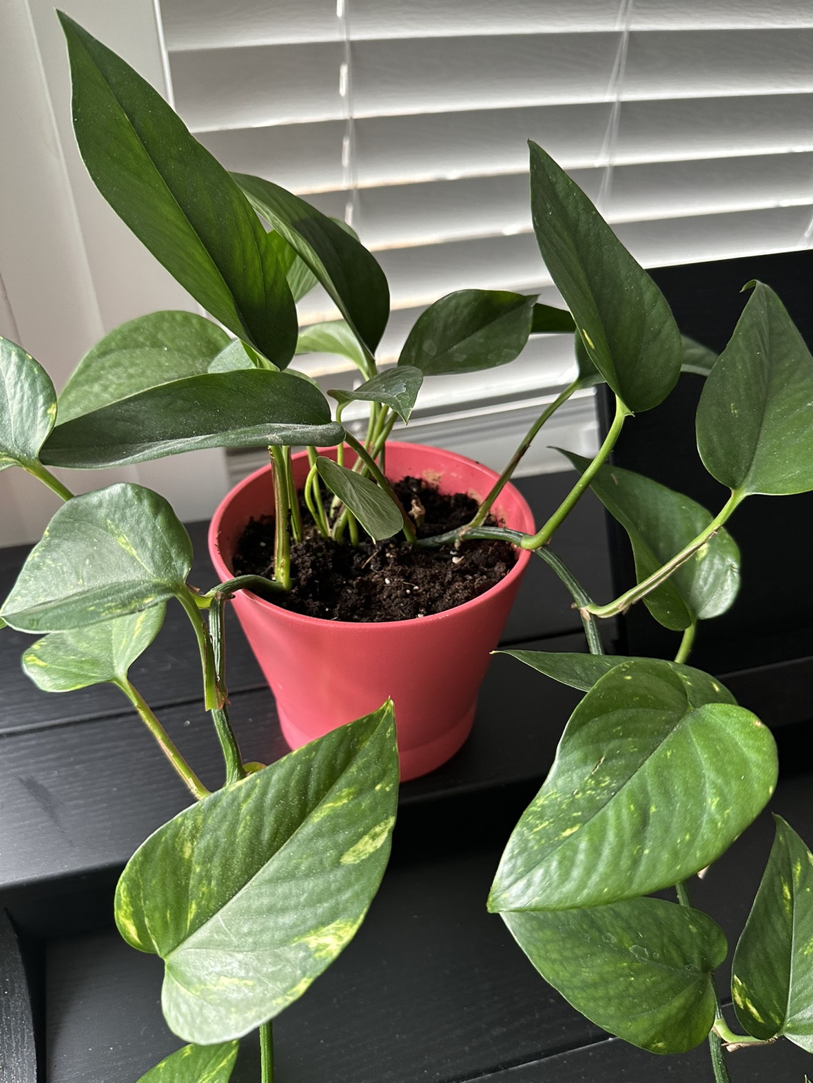 Potho image indicator(2)