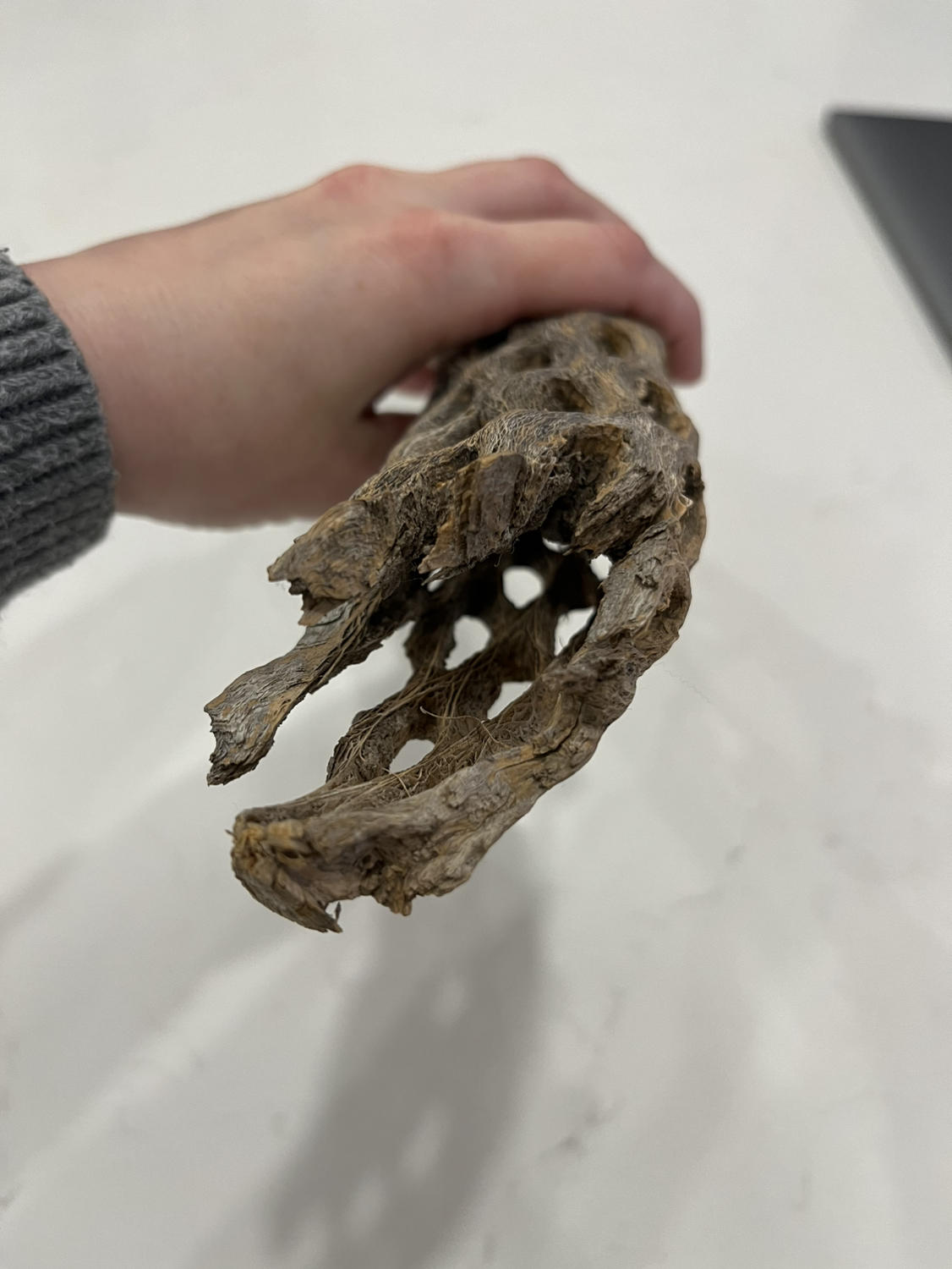 Arizona Cactus Skeleton image indicator(3)