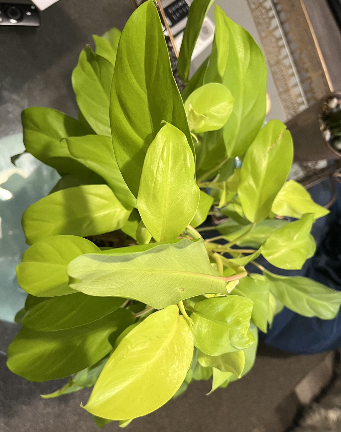 Philodendron Golden Goddess - photo 2
