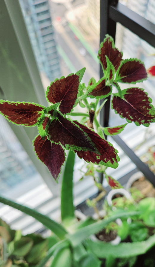 Tall Potted Coleus thumbnail