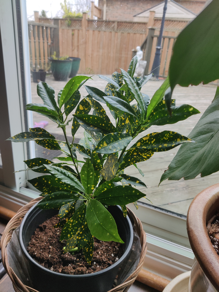 Gold Dust Croton