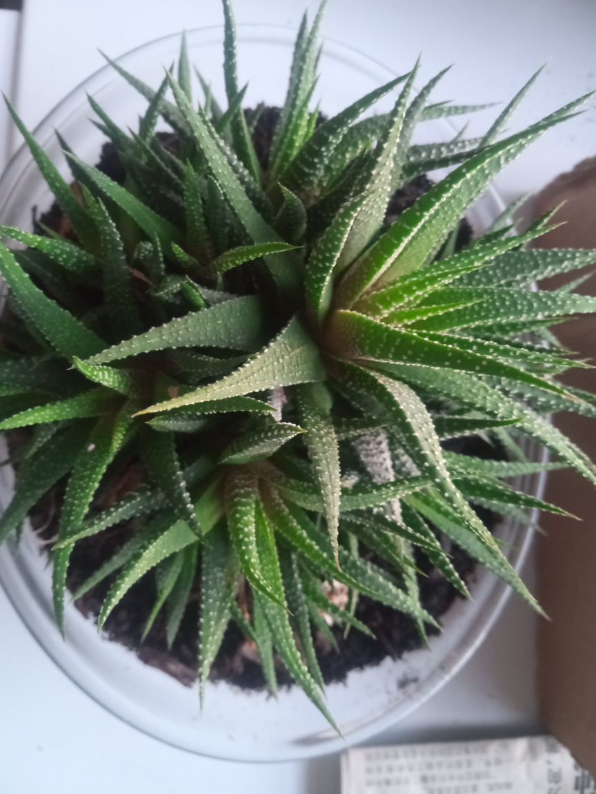 mini cactus thumbnail