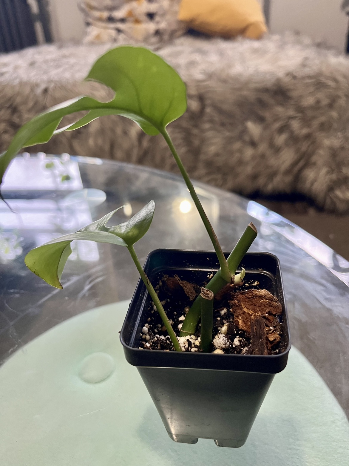 Rhaphidophora tetrasperma - photo 3