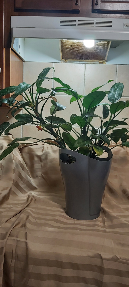 chinese evergreen indoor plant thumbnail