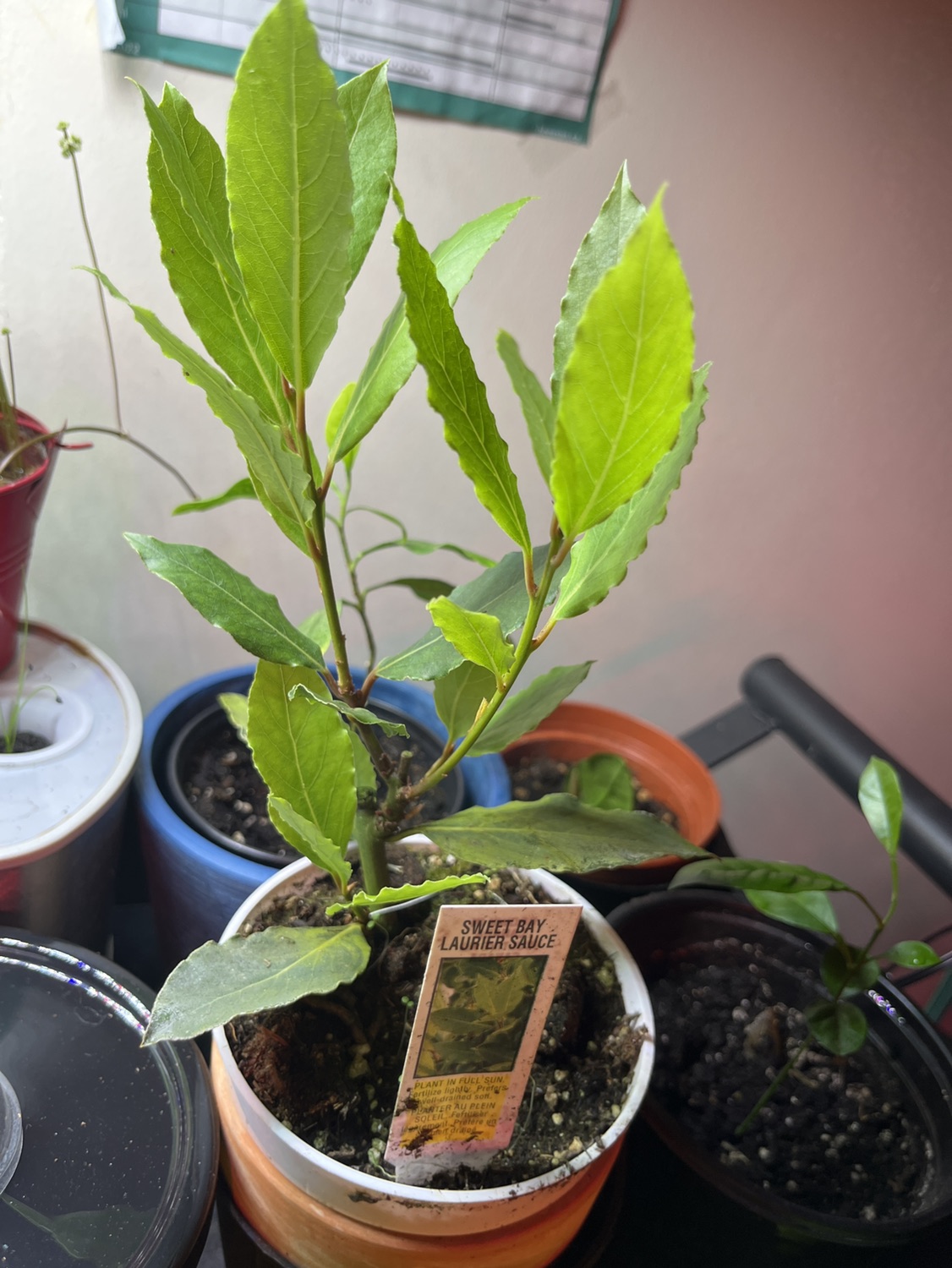 Grafted Sweet Bay image indicator(2)