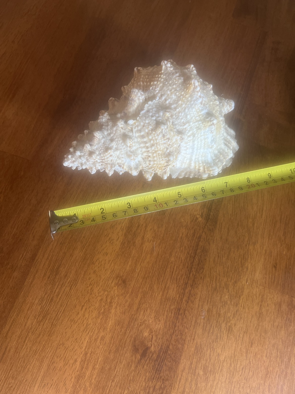 Seashell image indicator(3)