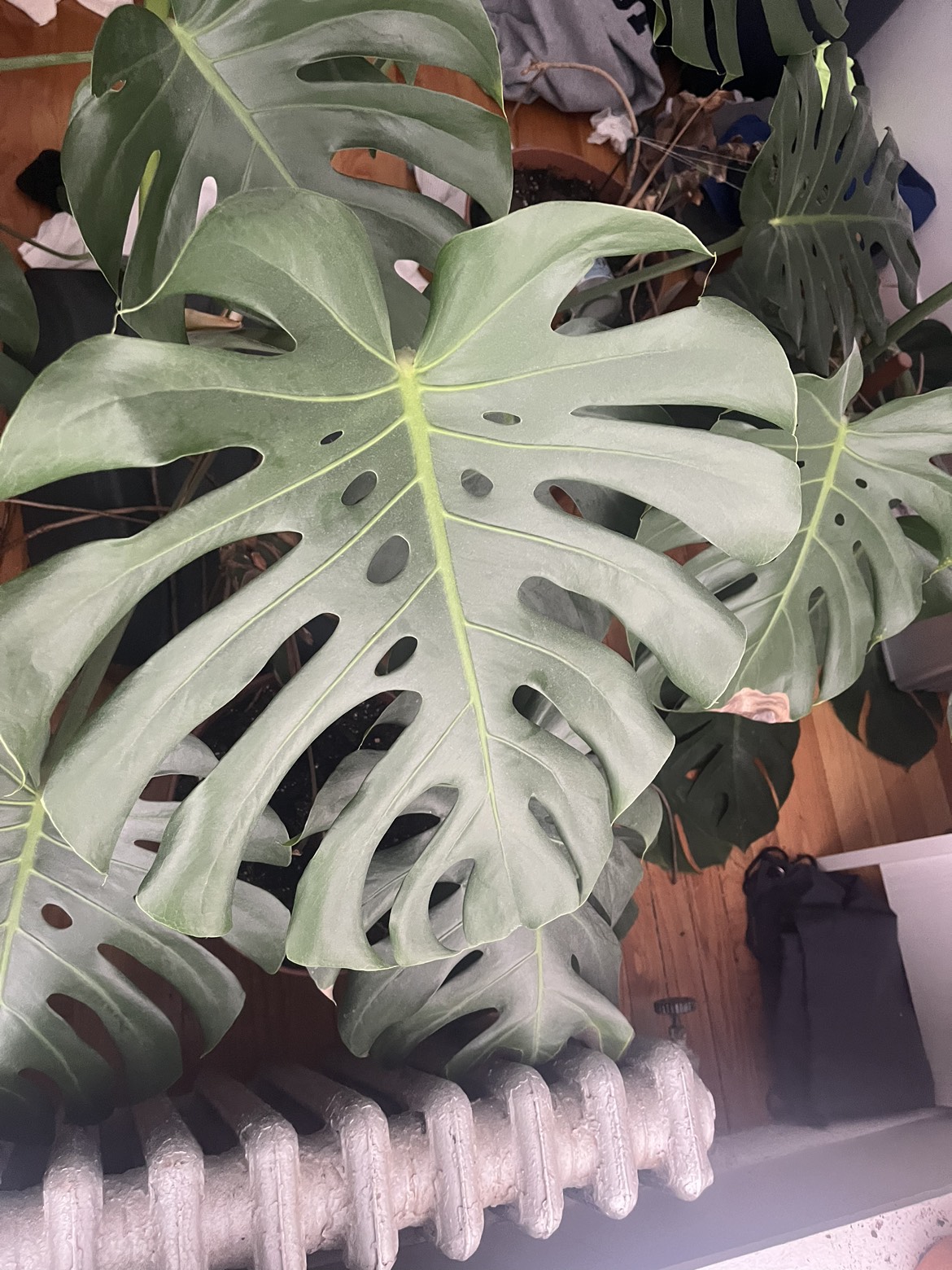 Monstera