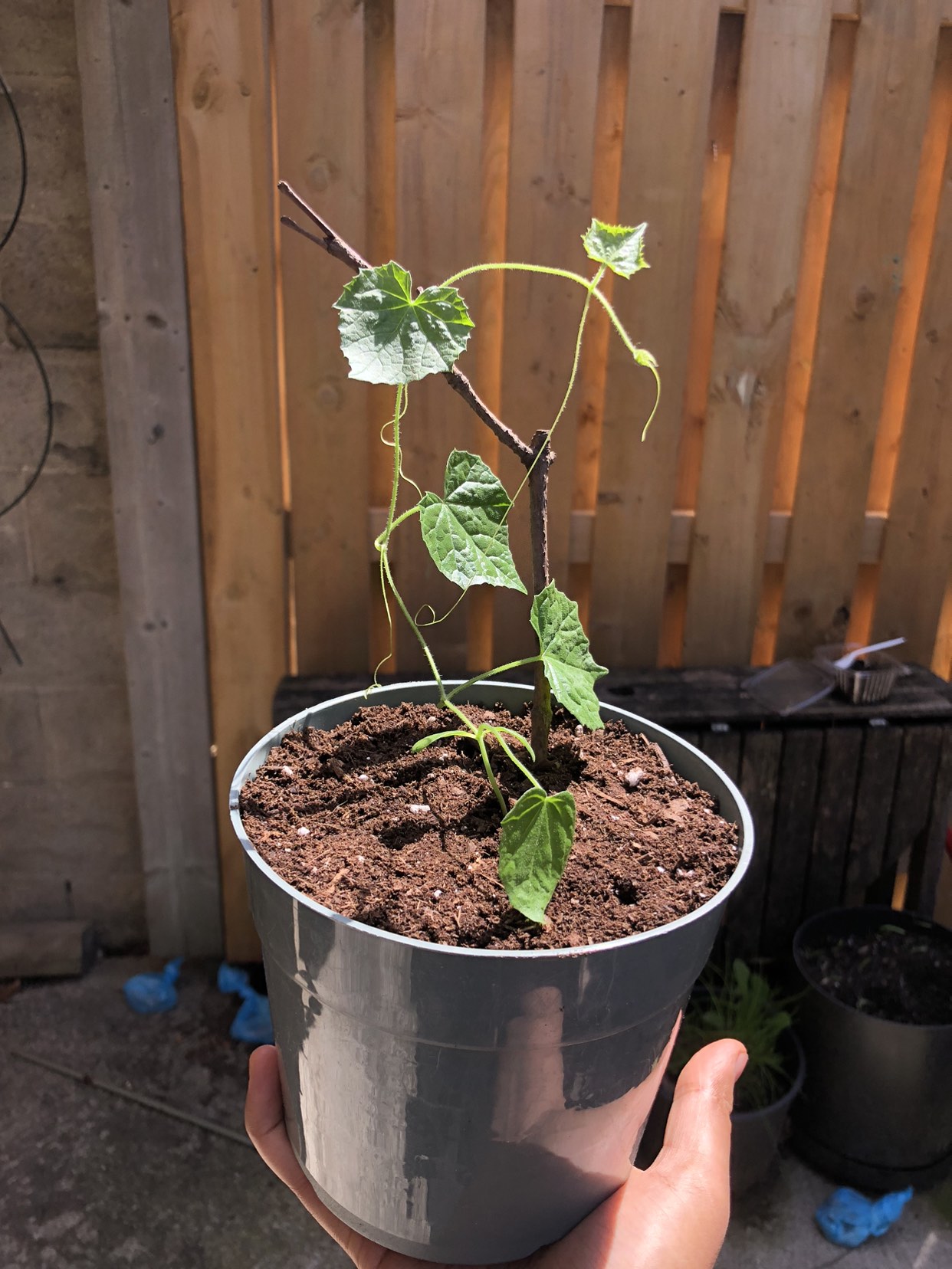 Cucamelon seedling (open to trades!) image indicator(2)