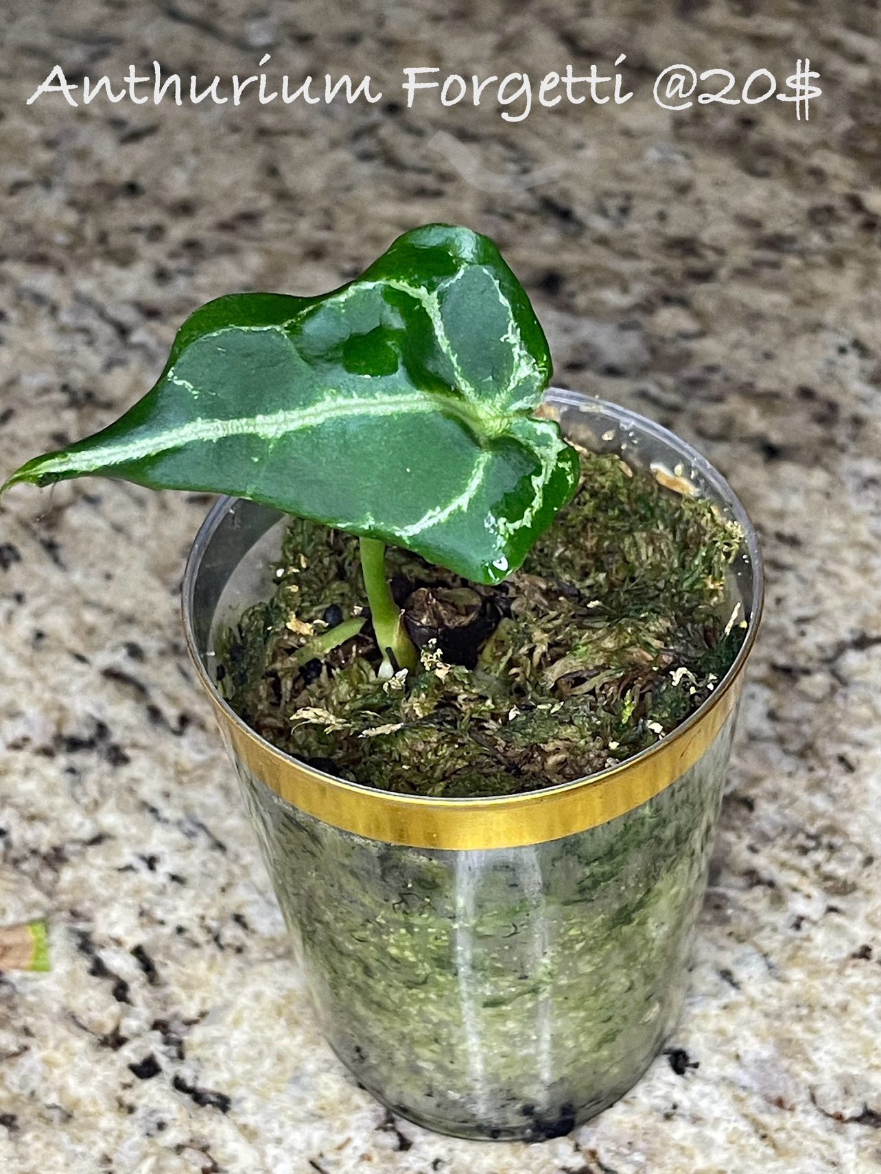 Anthurium Forgetti thumbnail