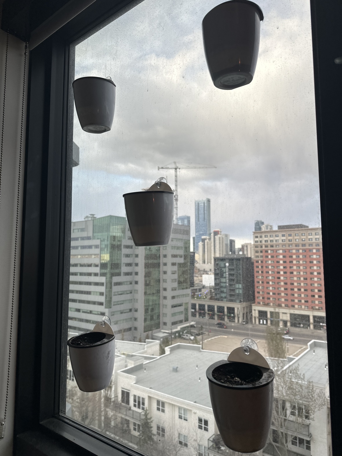 5x mini pots + suction cups thumbnail