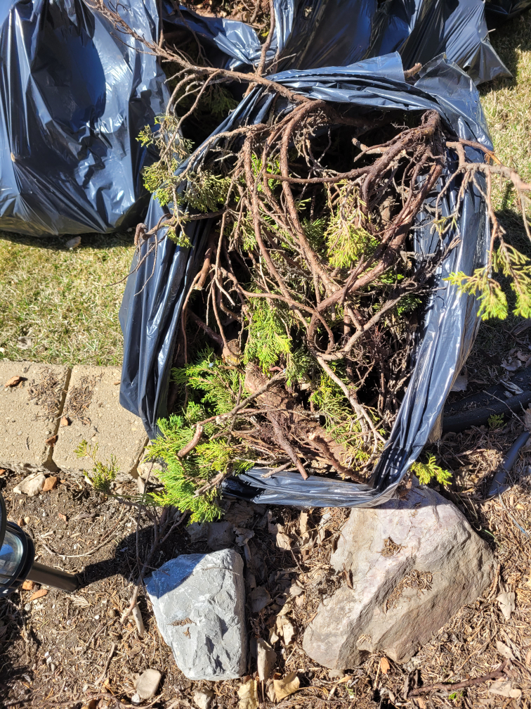 4 bags of cedar branches firewood - photo 2