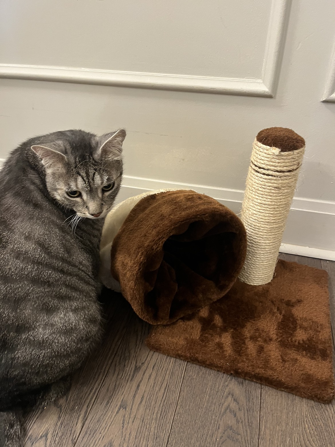 Cute cat scratch and play tunnel image indicator(2)