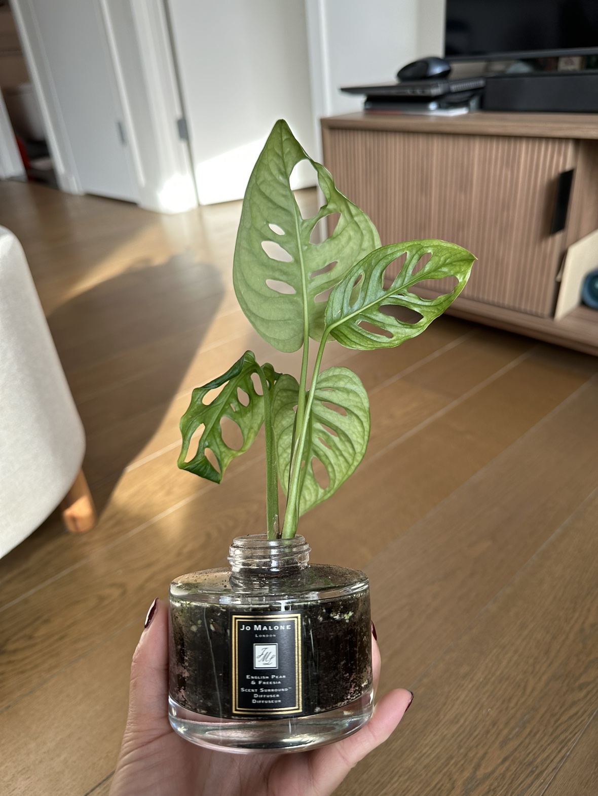 Swiss cheese plant in Jo Malone pot - photo 2