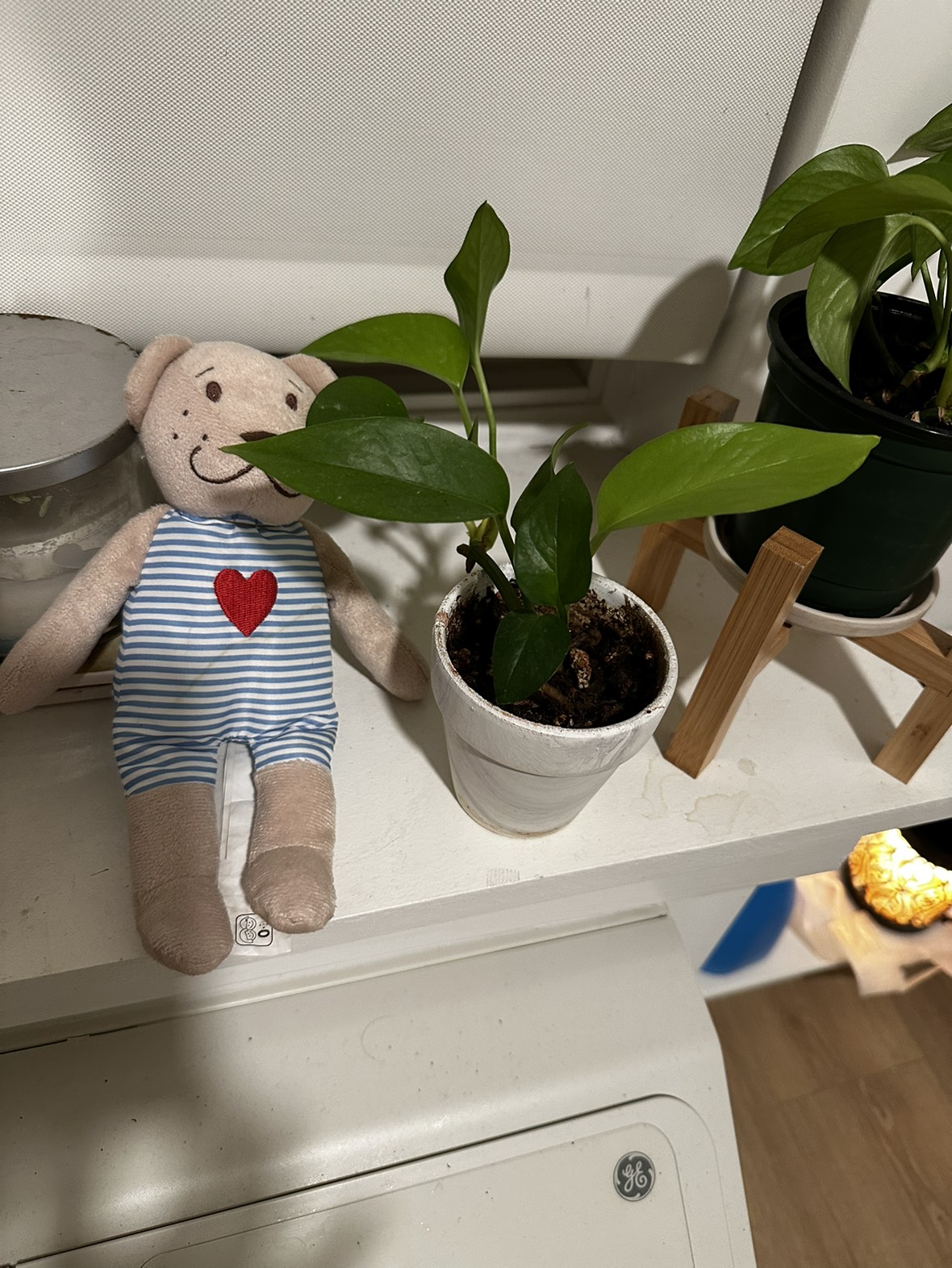 Live plants - photo 3