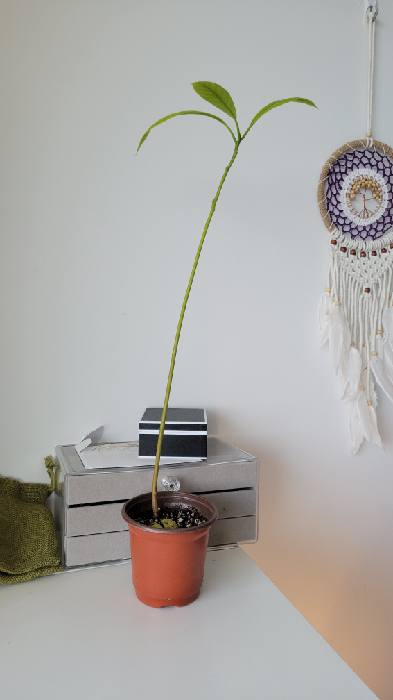 Avocado Plant 🌿🪴 image indicator(4)