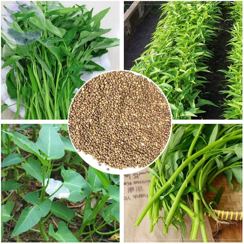 50 seeds Water Spinach Kangkong, Ong Choy, Chinese Water Spinach