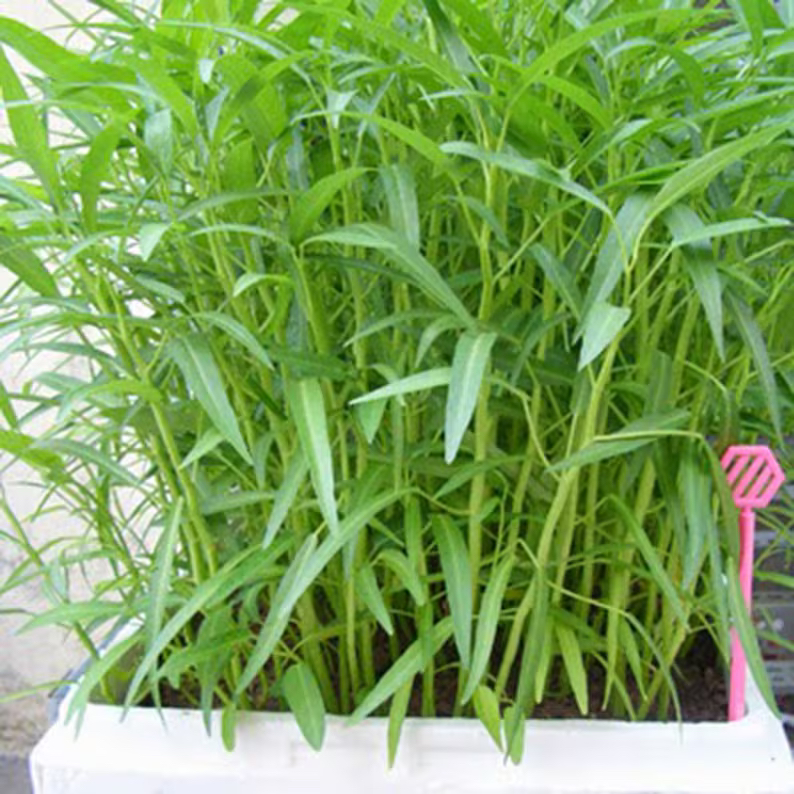 50 seeds Water Spinach Kangkong, Ong Choy, Chinese Water Spinach - photo 4