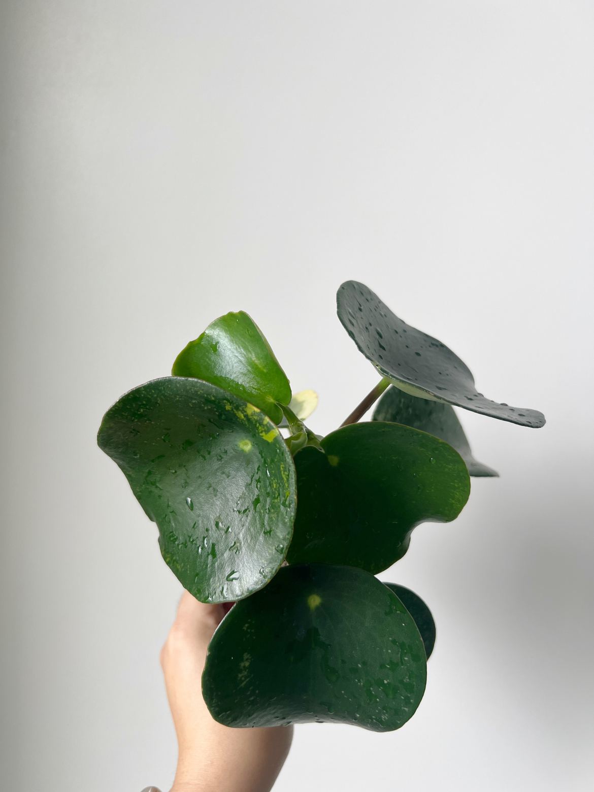Houseplant 🪴 Peperomia raindrop image indicator(5)