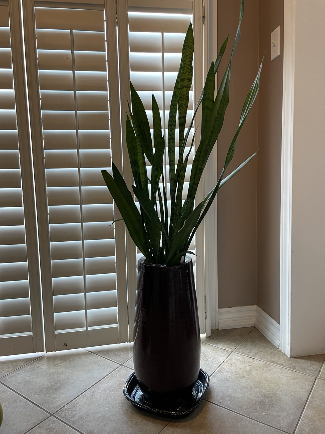 Free Plant (Sansevieria)