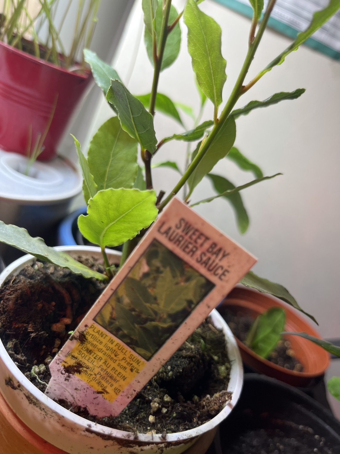 Grafted Sweet Bay image indicator(3)