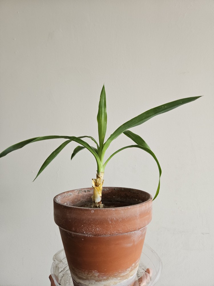 Small houseplant (probably yucca)