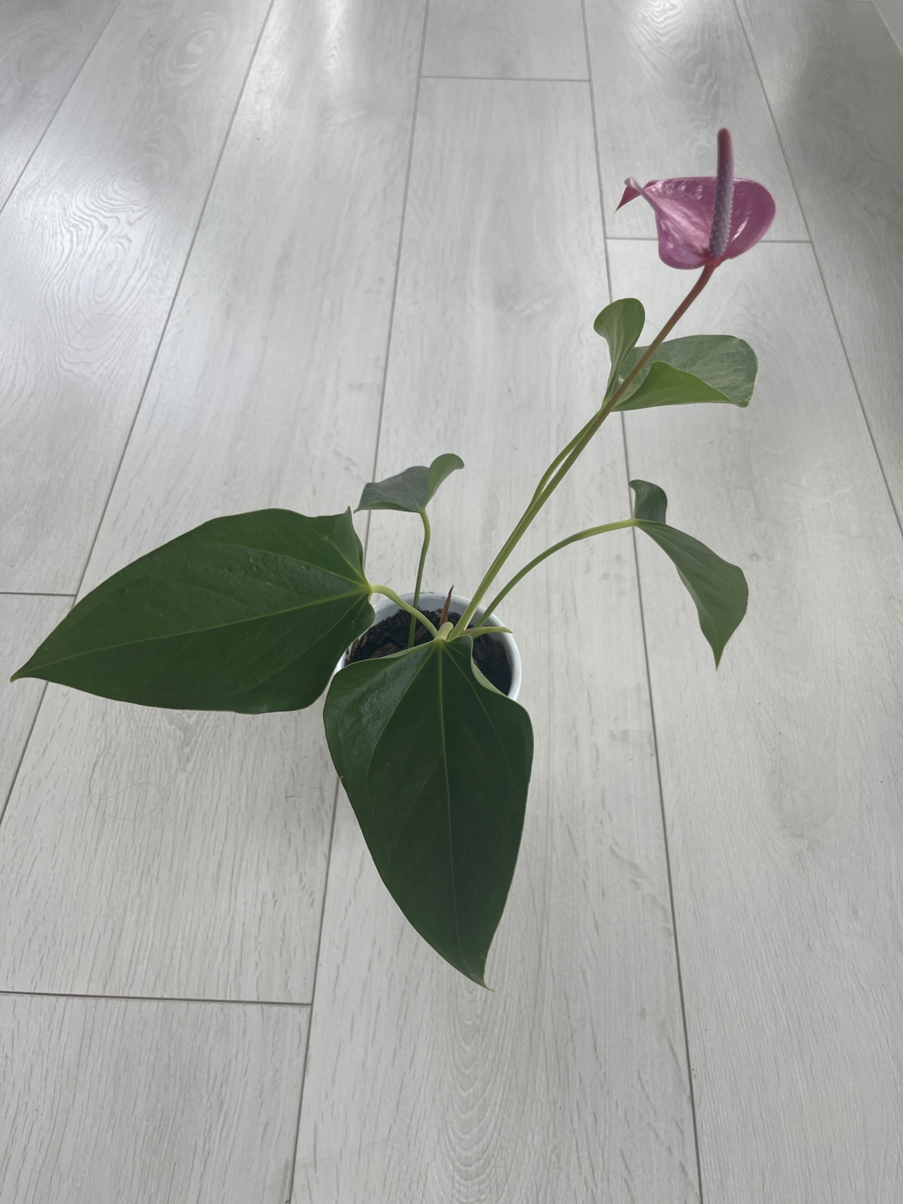 Pink anthurium thumbnail